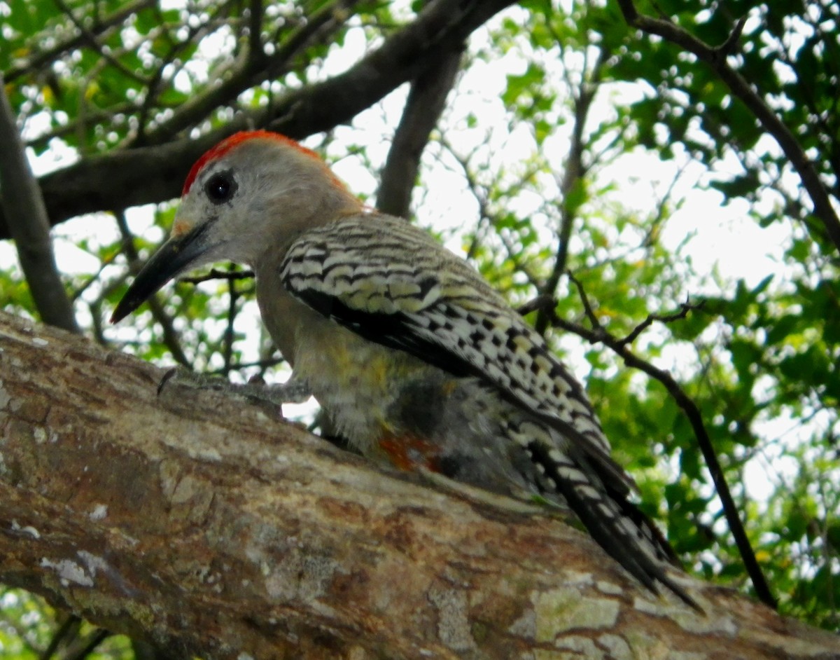 West Indian Woodpecker - Douglas Long