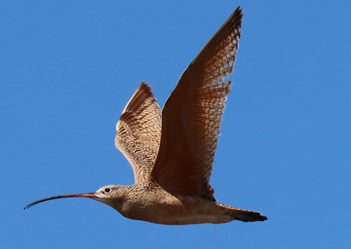 Long-billed Curlew - ML339231191
