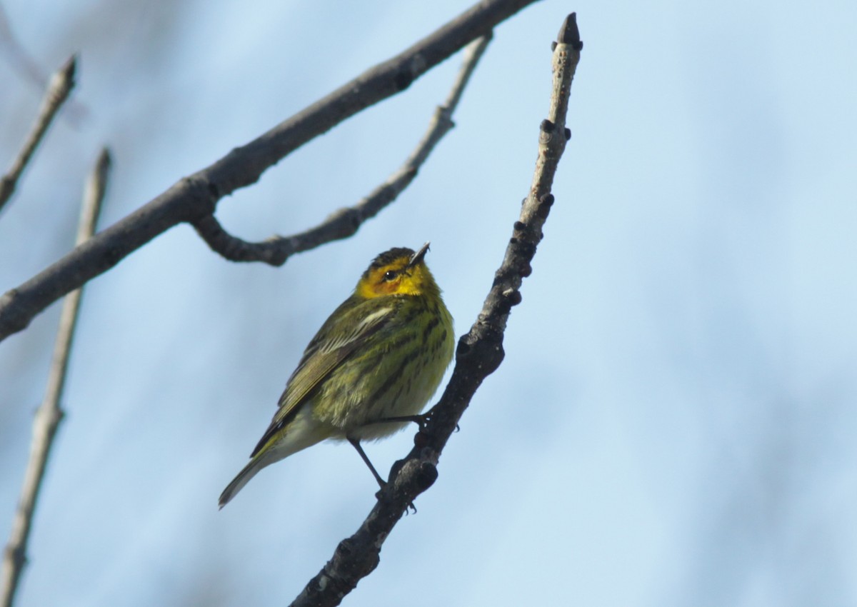 Cape May Warbler - ML339232221