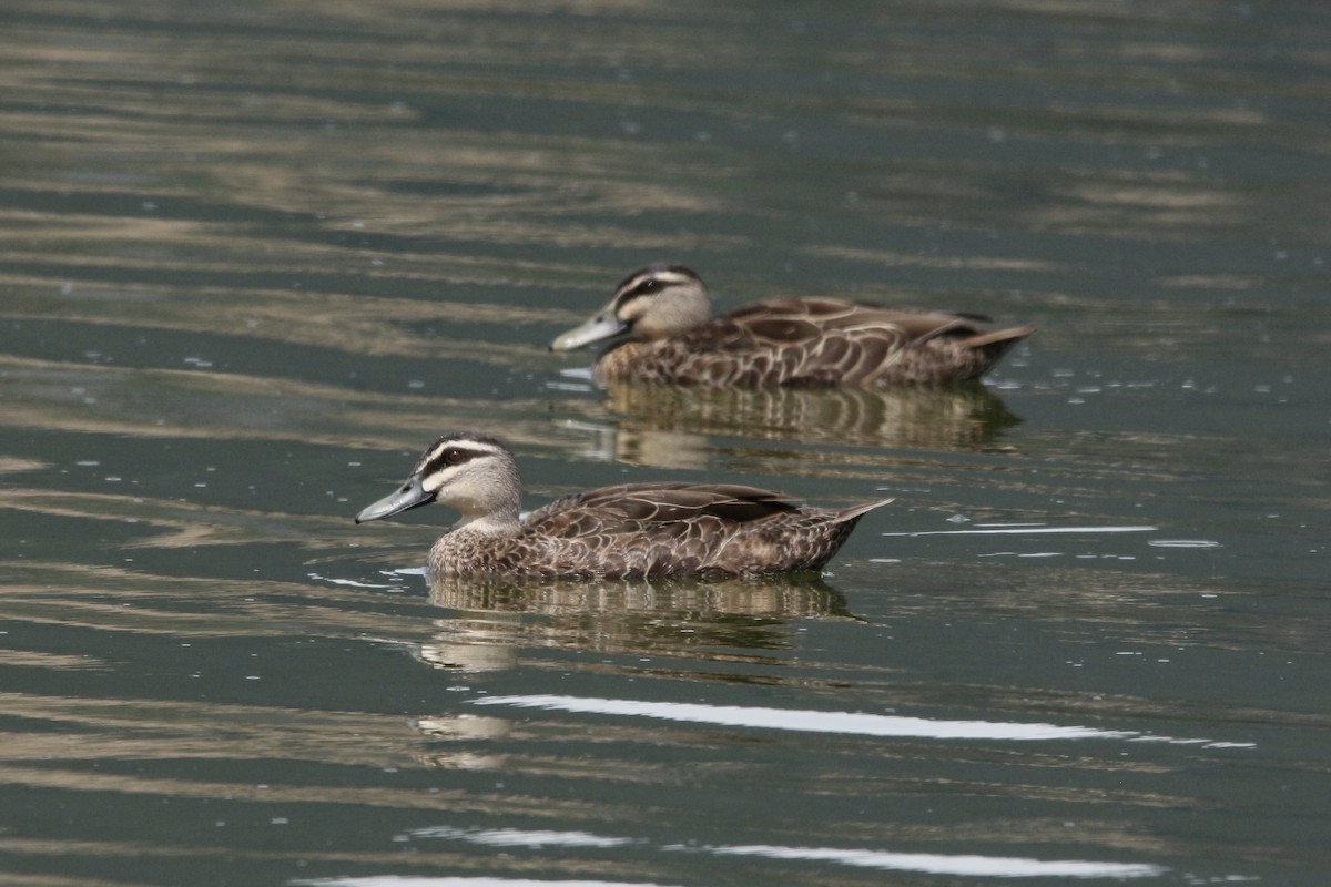 Pacific Black Duck - Pauline and Ray Priest