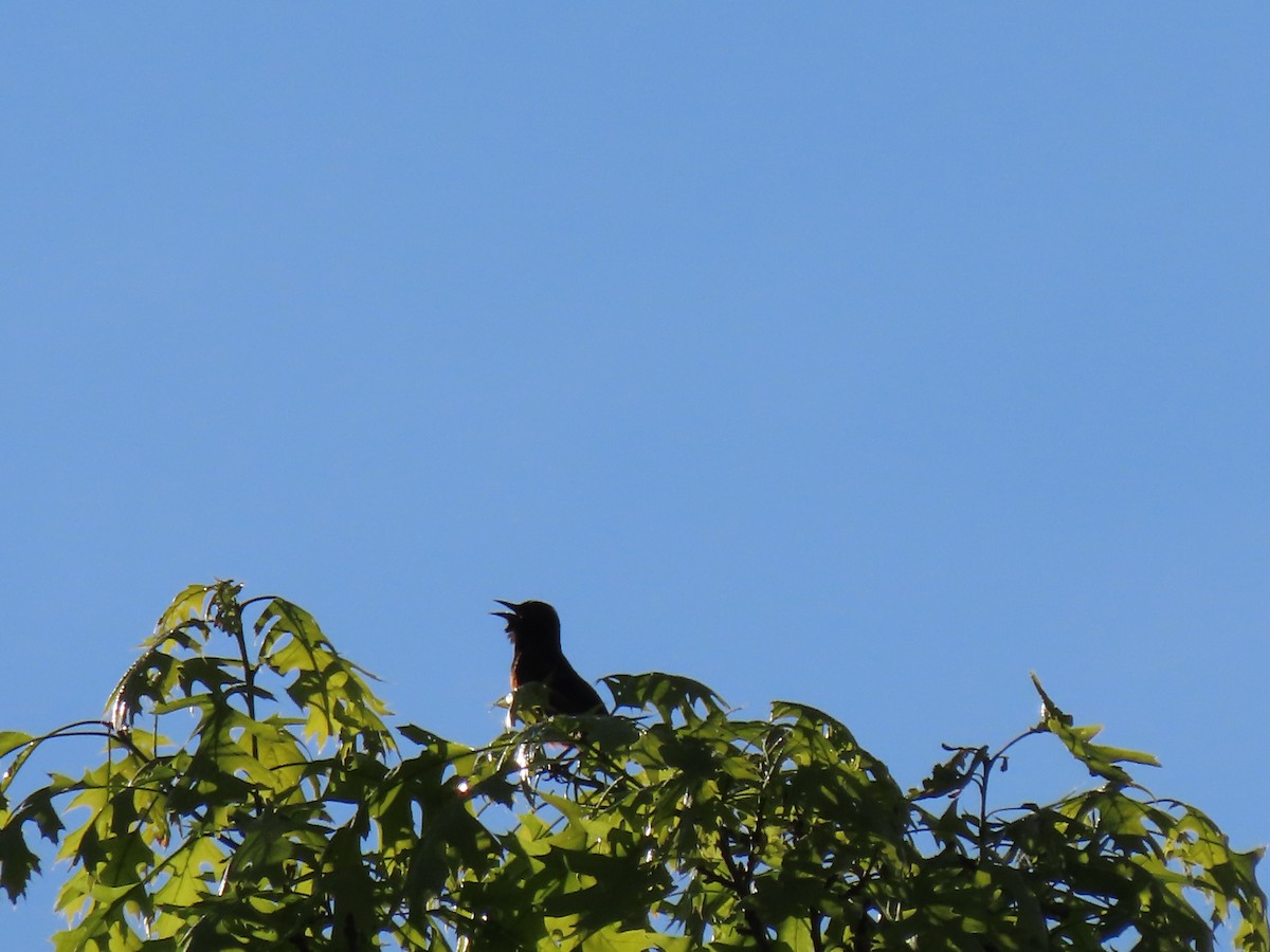 Orchard Oriole - ML339234141