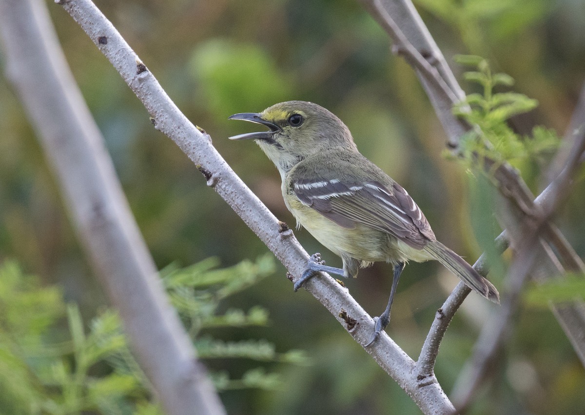Thick-billed Vireo - ML339245331