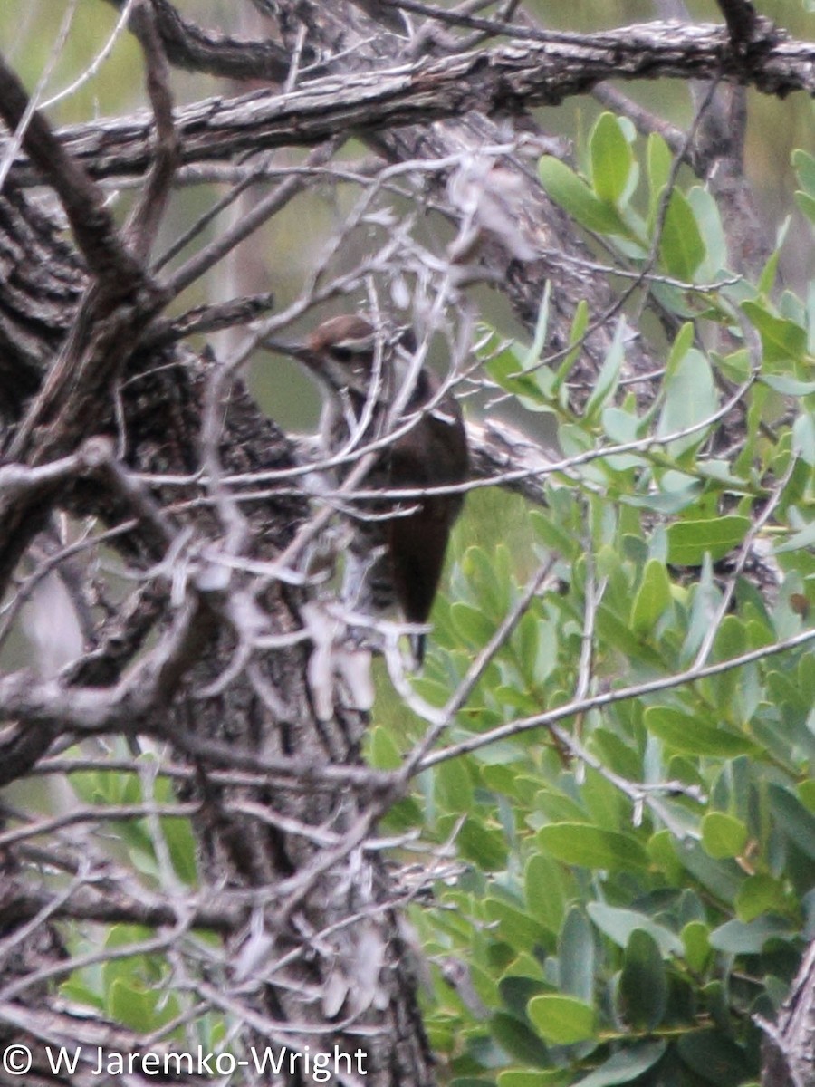 Arizona Woodpecker - ML33924661