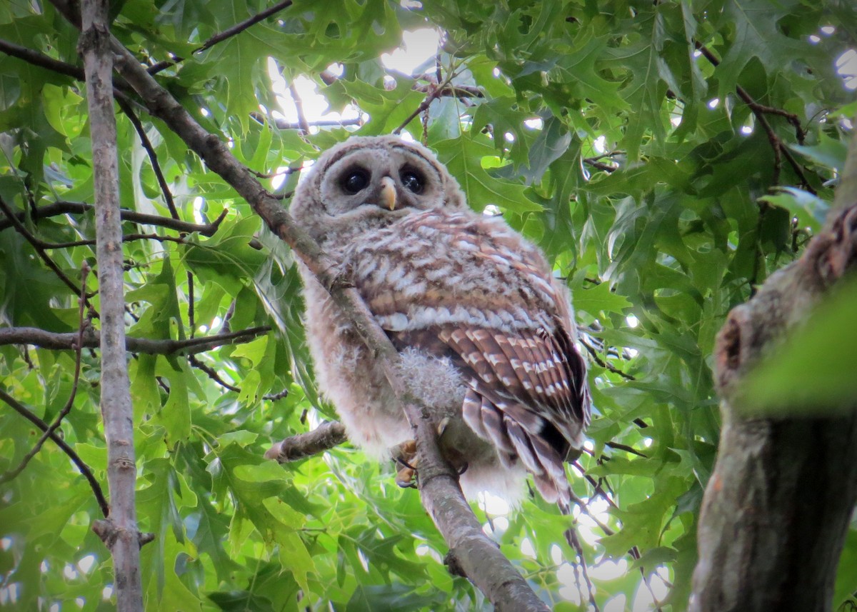 Barred Owl - ML339252081