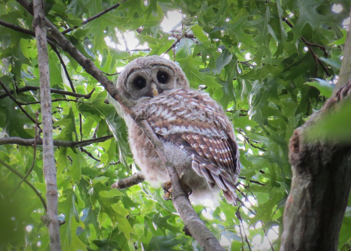 Barred Owl - ML339252101