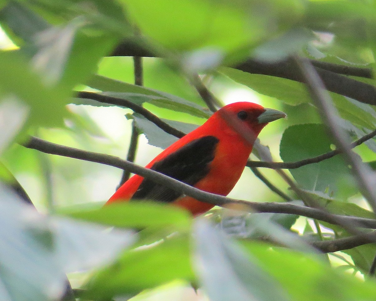 Scarlet Tanager - ML339255611