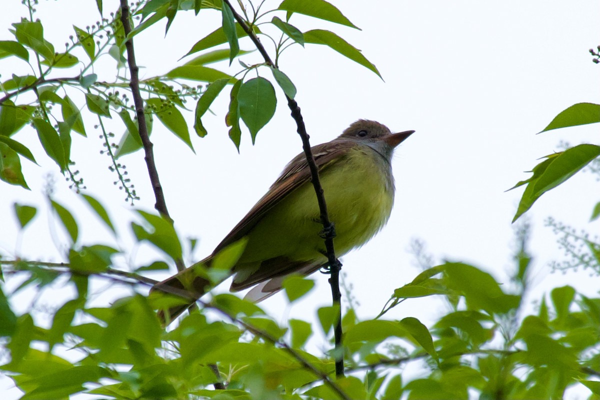 Great Crested Flycatcher - ML339259251