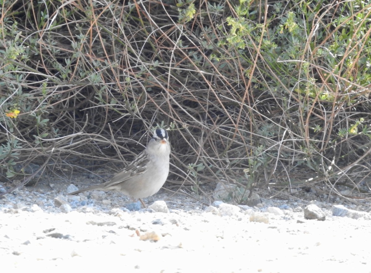 White-crowned Sparrow - ML339260501