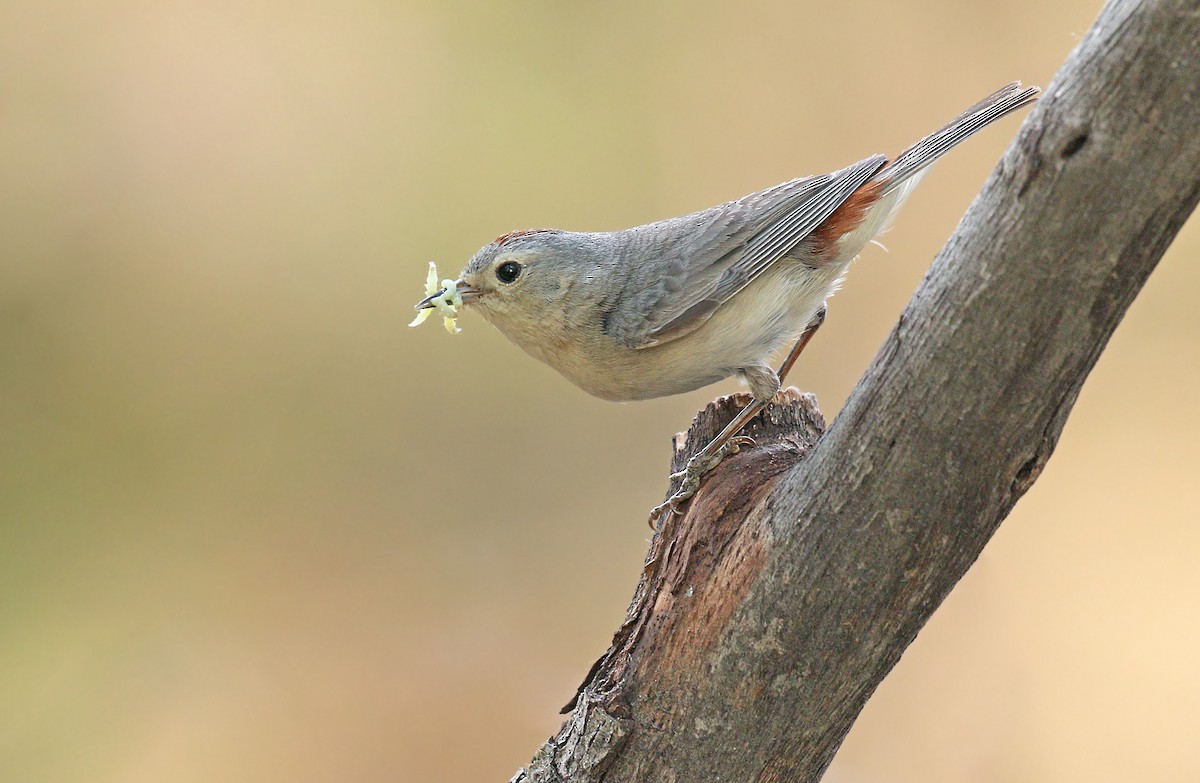 Lucy's Warbler - ML339269101