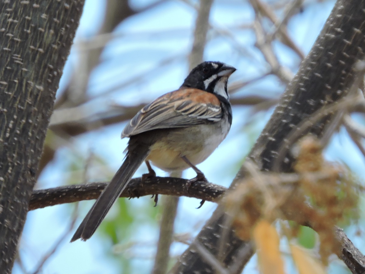 Black-chested Sparrow - ML339272511