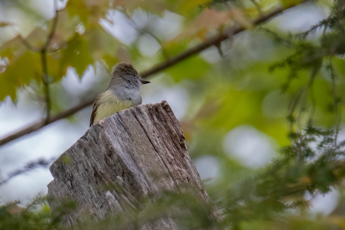 Great Crested Flycatcher - Tammy Anderson