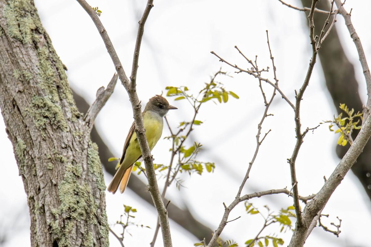 Great Crested Flycatcher - Tammy Anderson