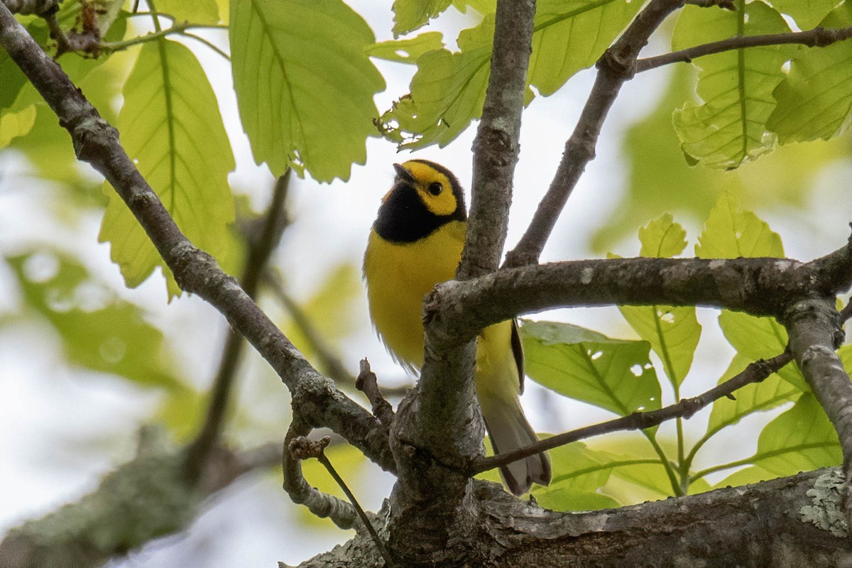 Hooded Warbler - Tammy Anderson