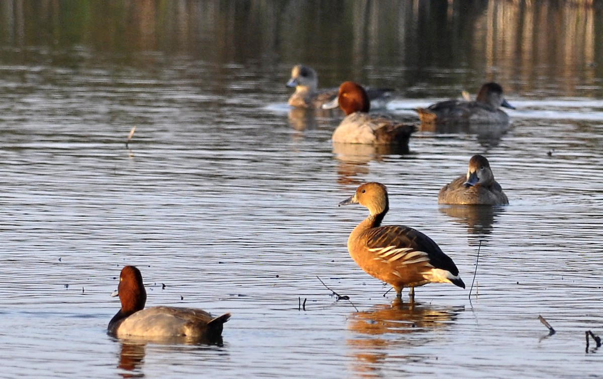 Fulvous Whistling-Duck - Mike Stewart