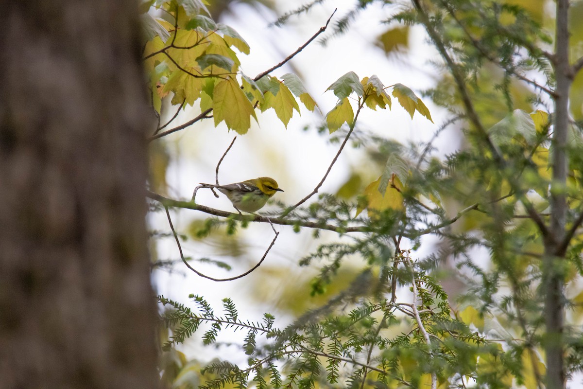 Black-throated Green Warbler - Tammy Anderson