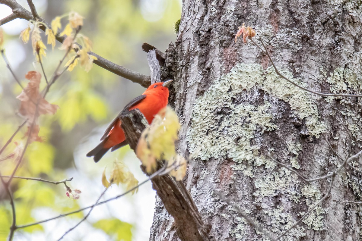 Scarlet Tanager - Tammy Anderson