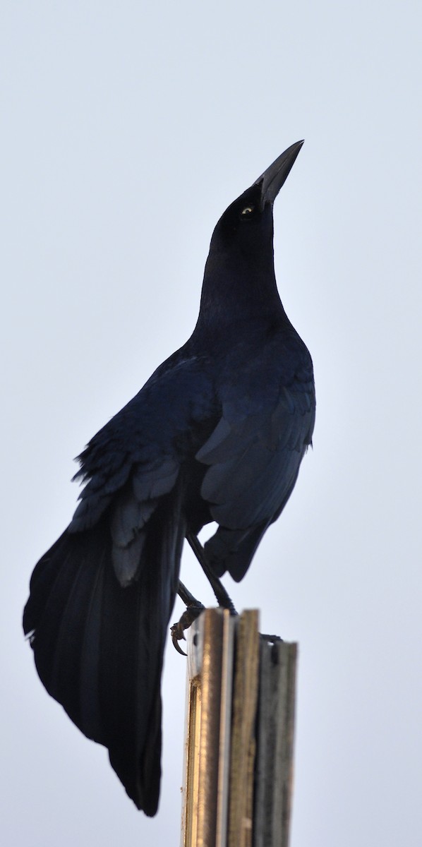Great-tailed Grackle - ML33927391
