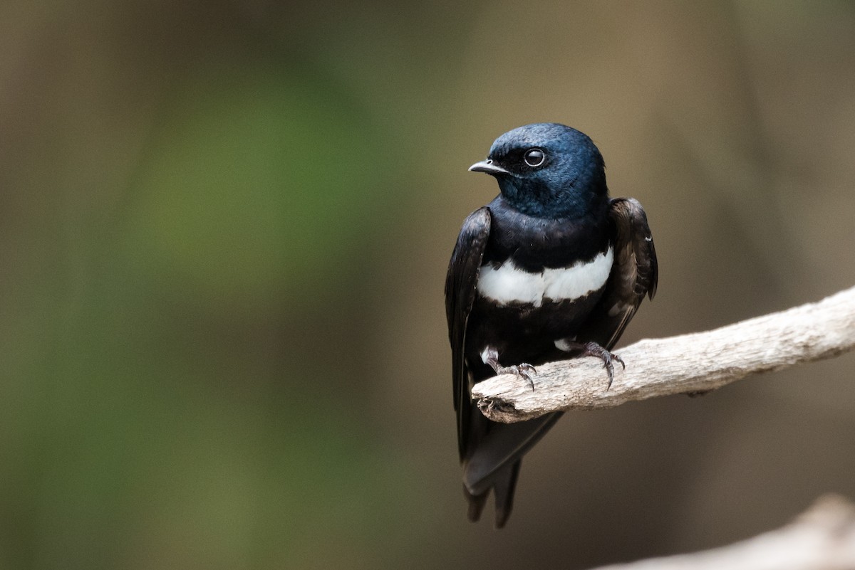 White-banded Swallow - ML339277291