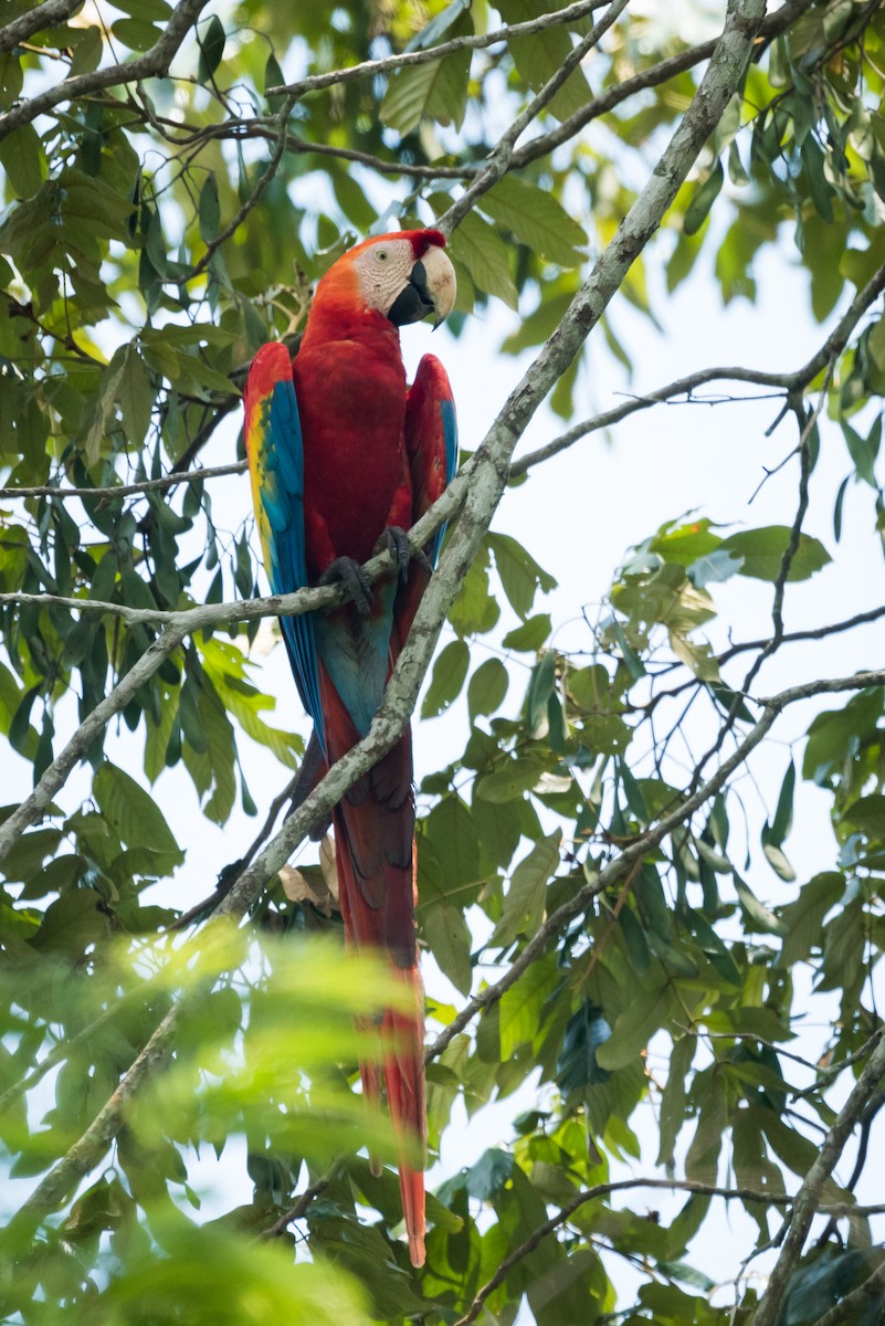 Scarlet Macaw - ML339279421