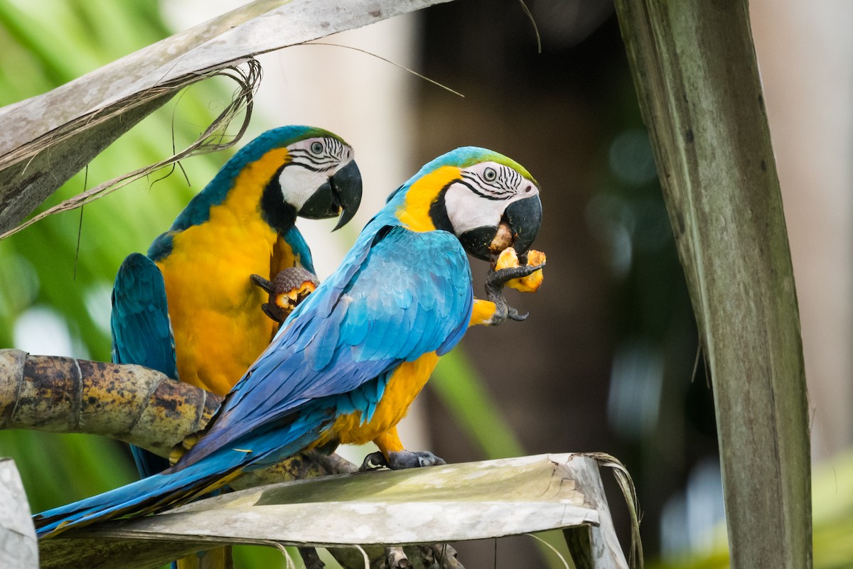 Blue-and-yellow Macaw - ML339279641