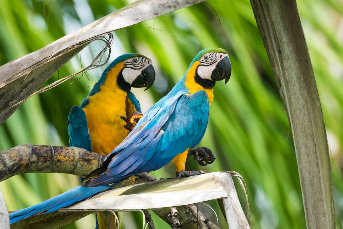 Blue-and-yellow Macaw - ML339279651
