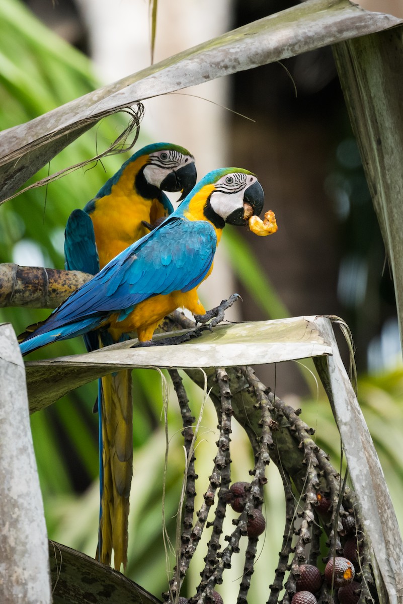 Blue-and-yellow Macaw - ML339279681
