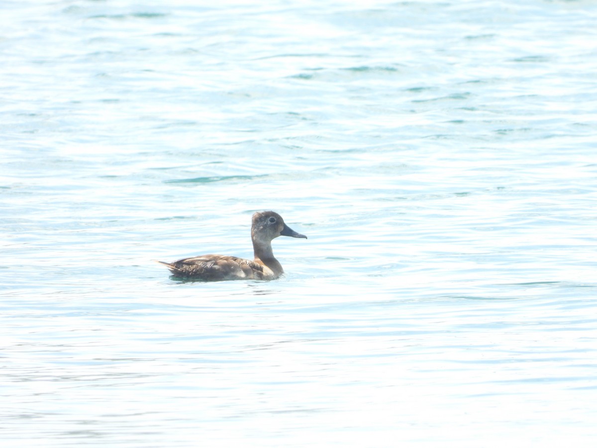 Ring-necked Duck - ML339280481