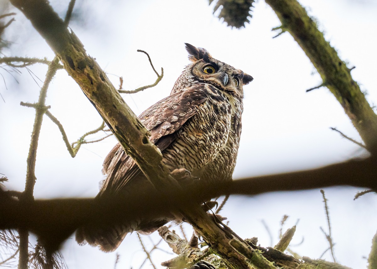 Great Horned Owl - ML339289951
