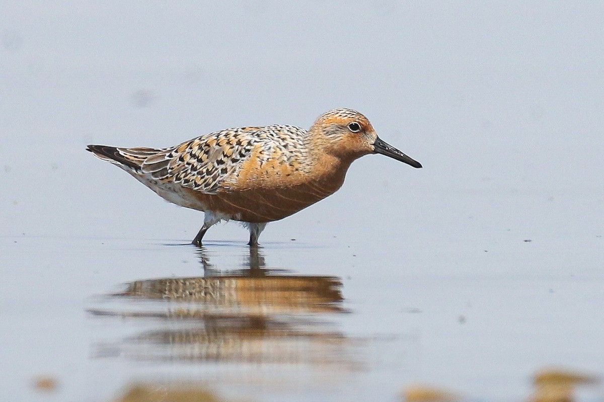 Red Knot - ML339291121