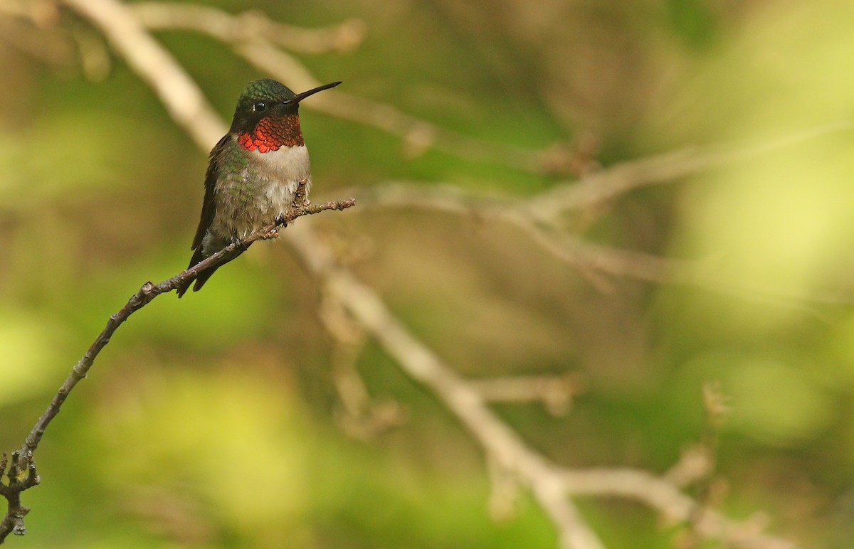 Ruby-throated Hummingbird - ML339291171