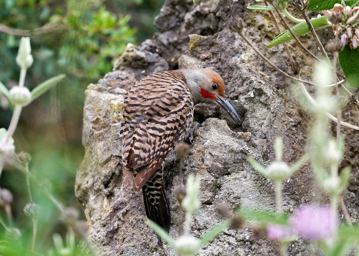 Northern Flicker (Red-shafted) - ML339292281