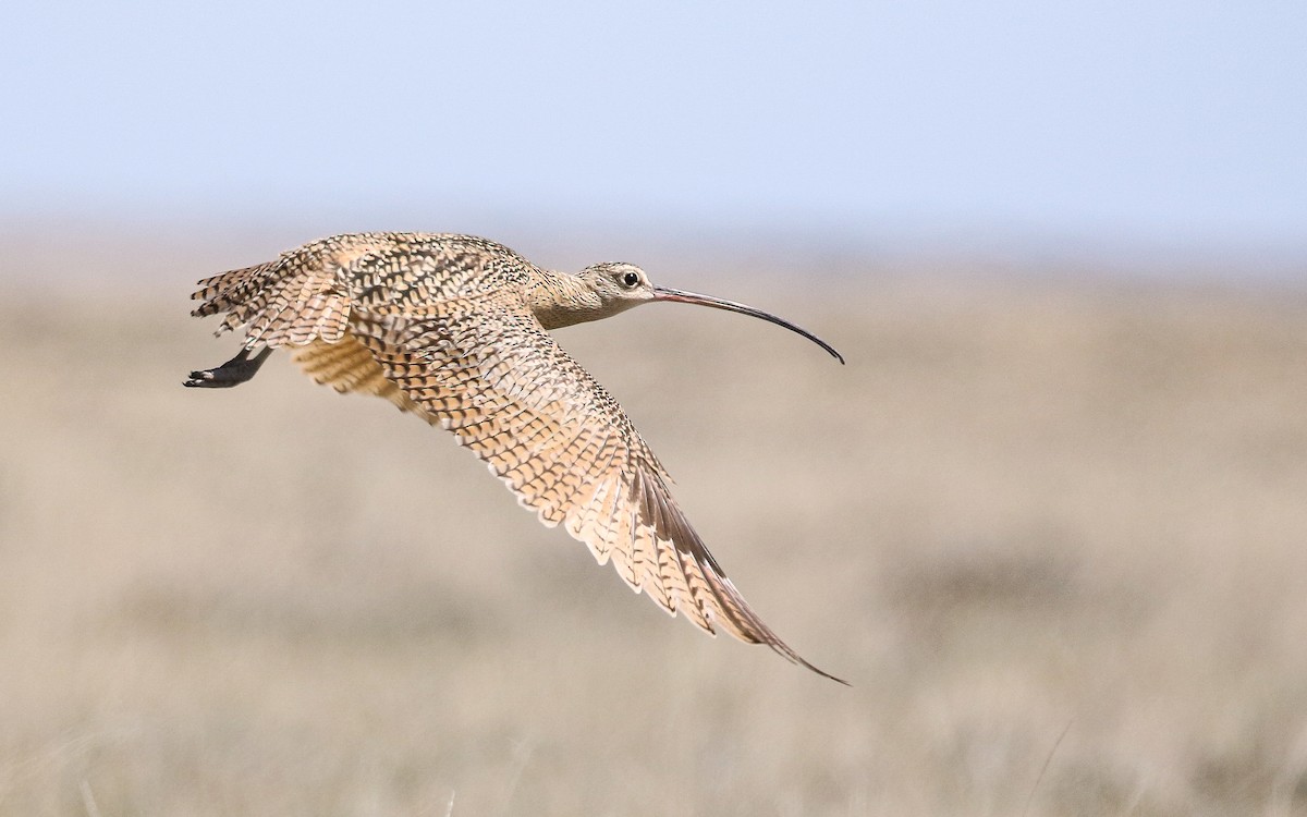 Long-billed Curlew - ML339298751