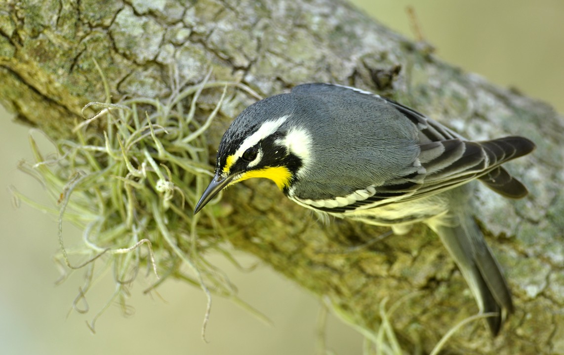 Yellow-throated Warbler - Mike Stewart