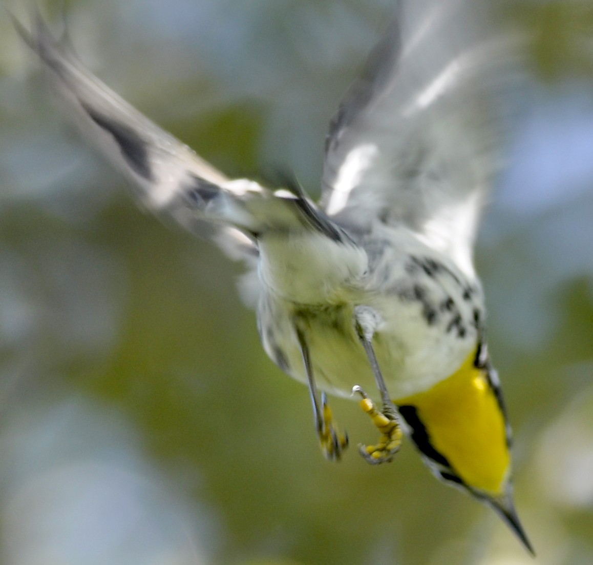 Yellow-throated Warbler - ML33930011