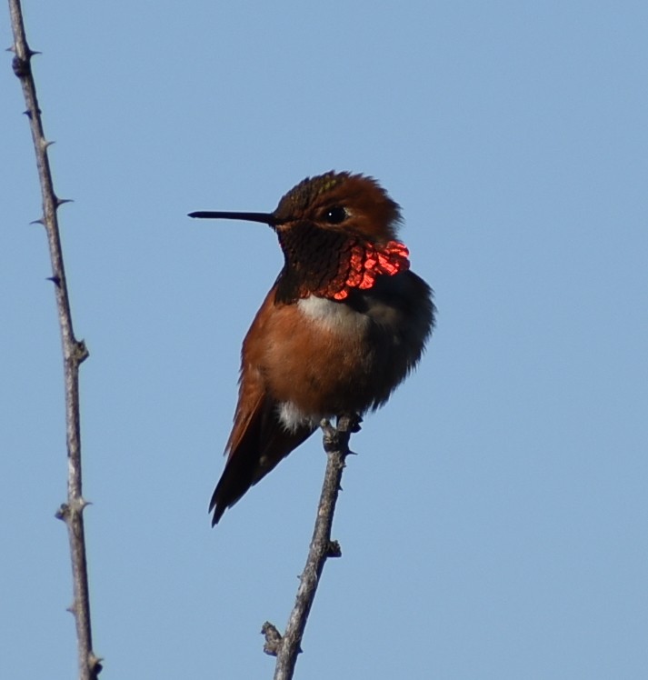 Rufous Hummingbird - ML339301621