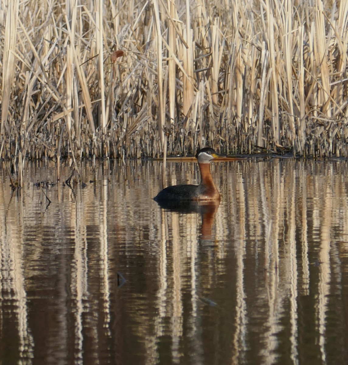 Red-necked Grebe - Paul Riome