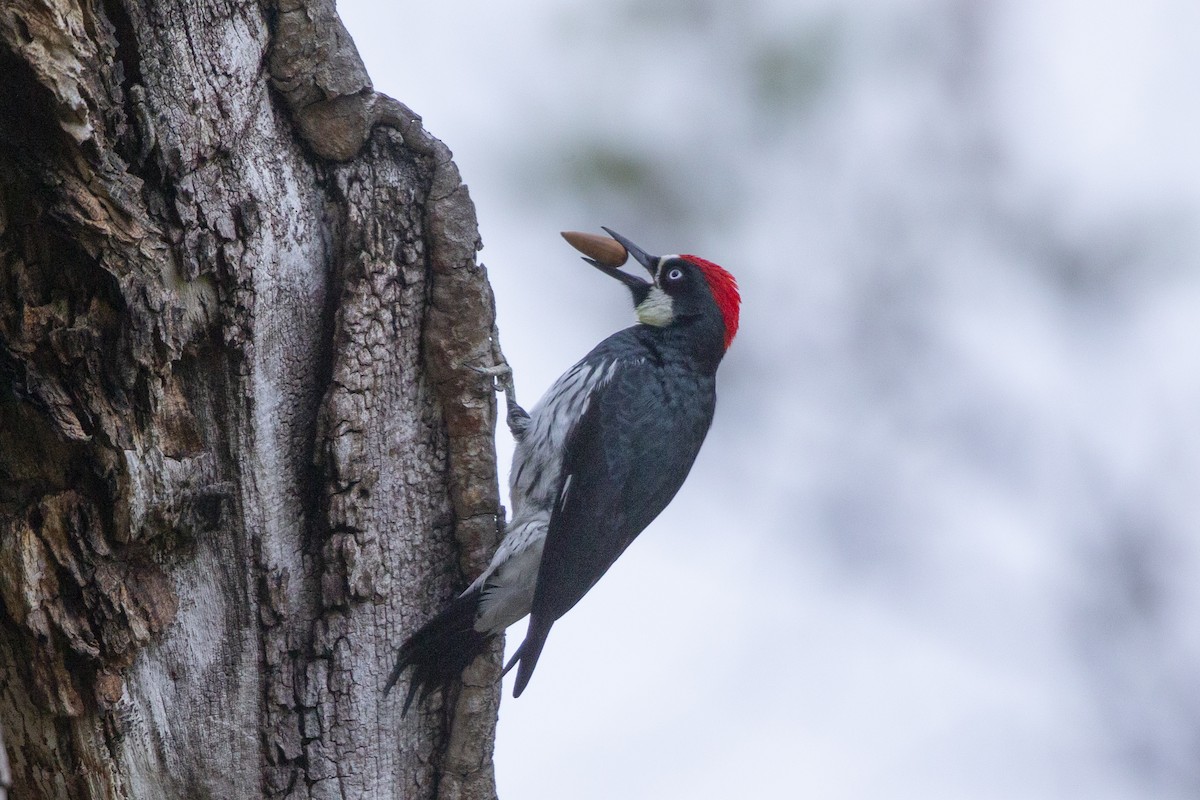 Acorn Woodpecker - ML339310201