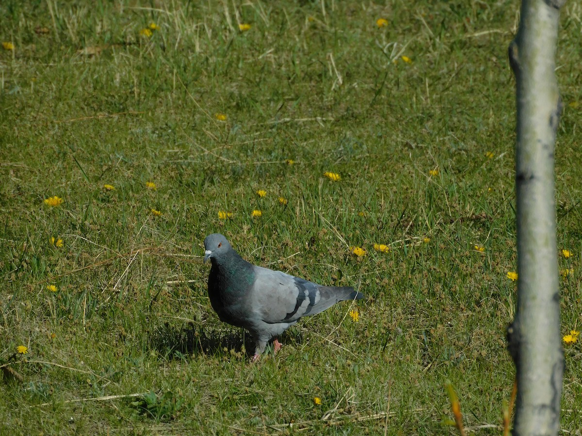 Rock Pigeon (Feral Pigeon) - Garid Nyambayar