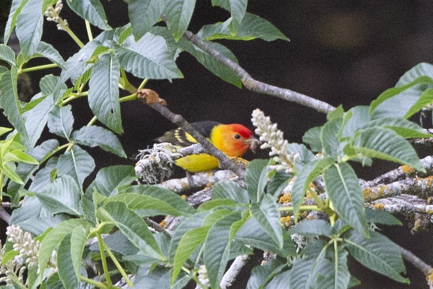 Western Tanager - ML339314111