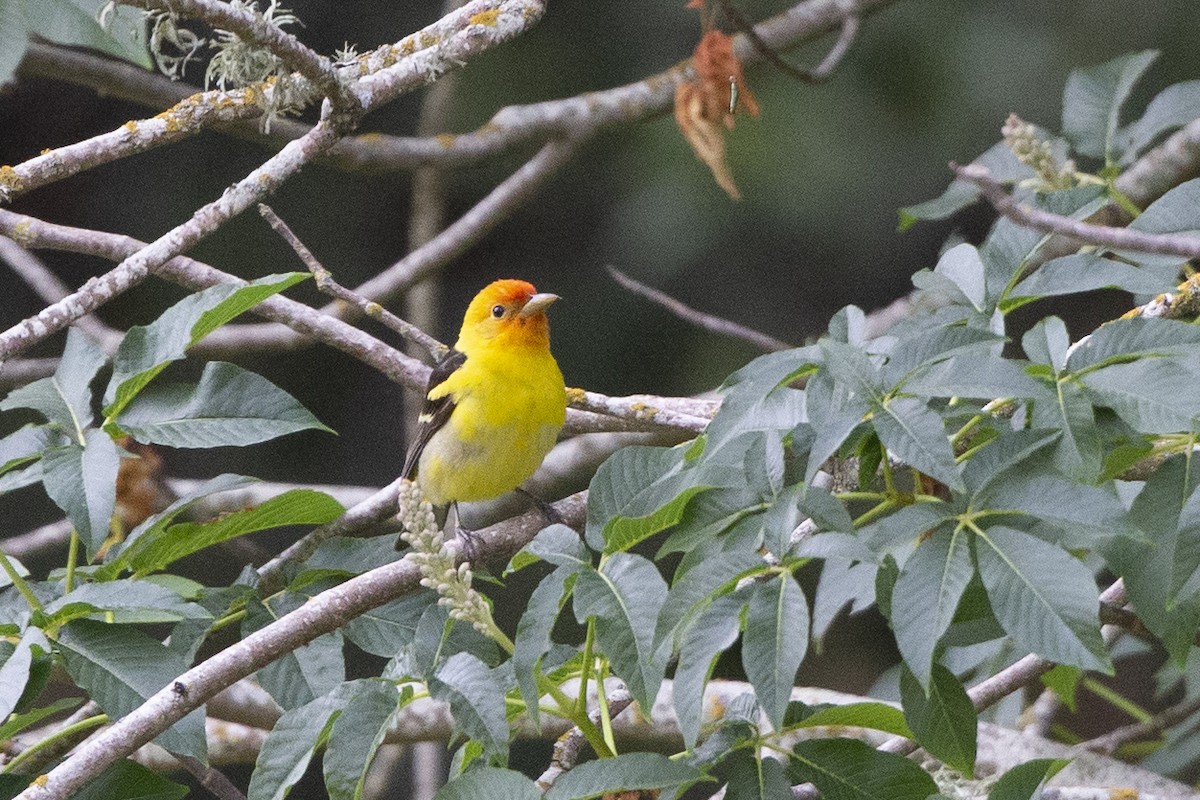 Western Tanager - ML339314161