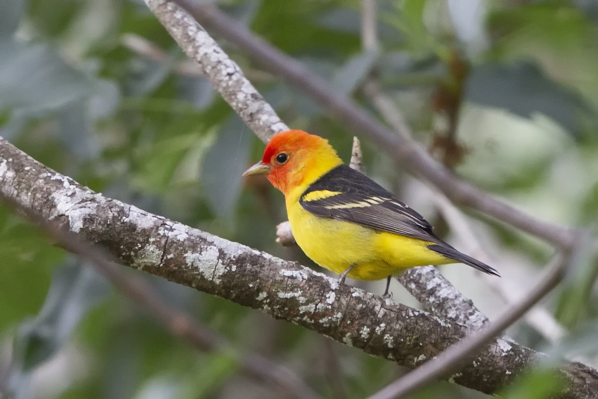 Western Tanager - ML339314221
