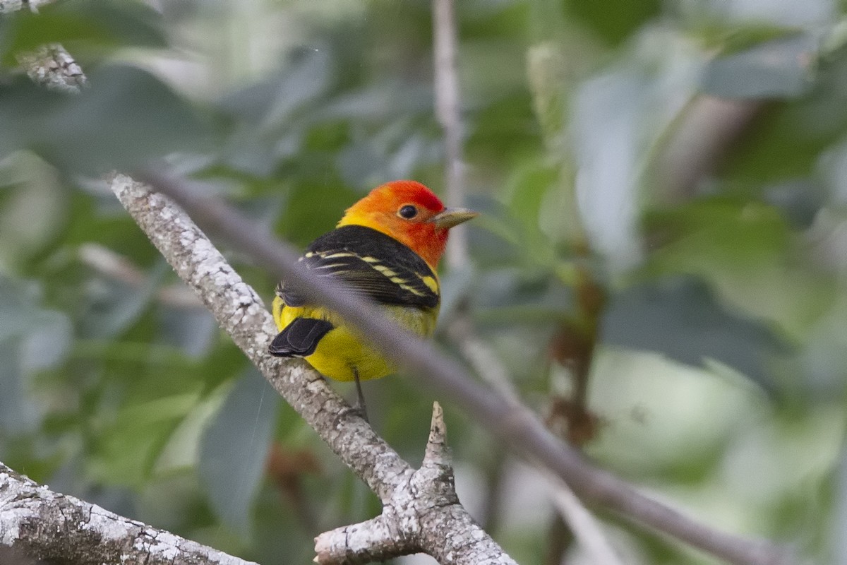 Western Tanager - ML339314231