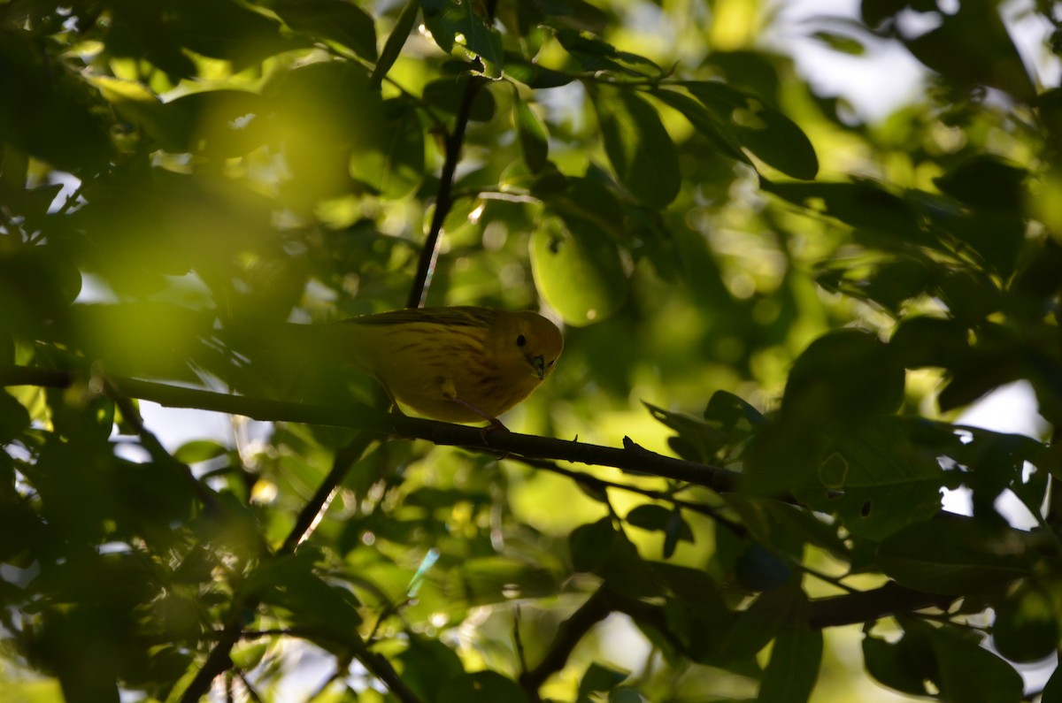 Yellow Warbler - Andrew Jacobs