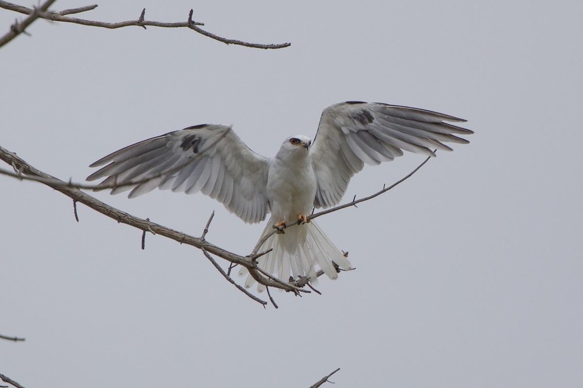 White-tailed Kite - ML339317561