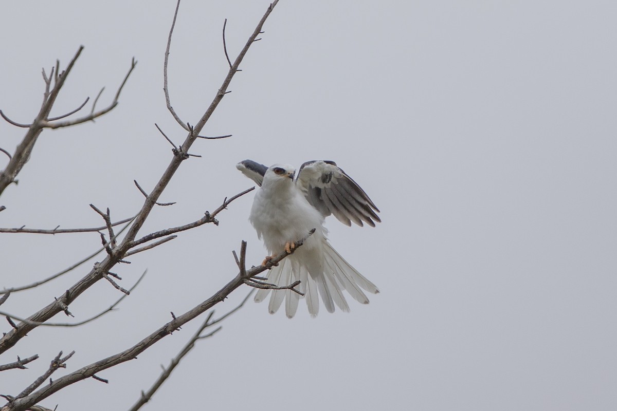 White-tailed Kite - ML339317591