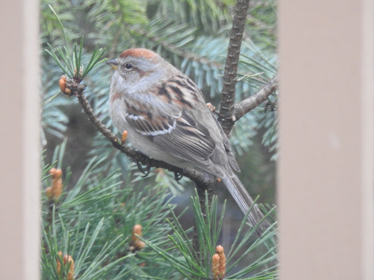 American Tree Sparrow - ML339318041
