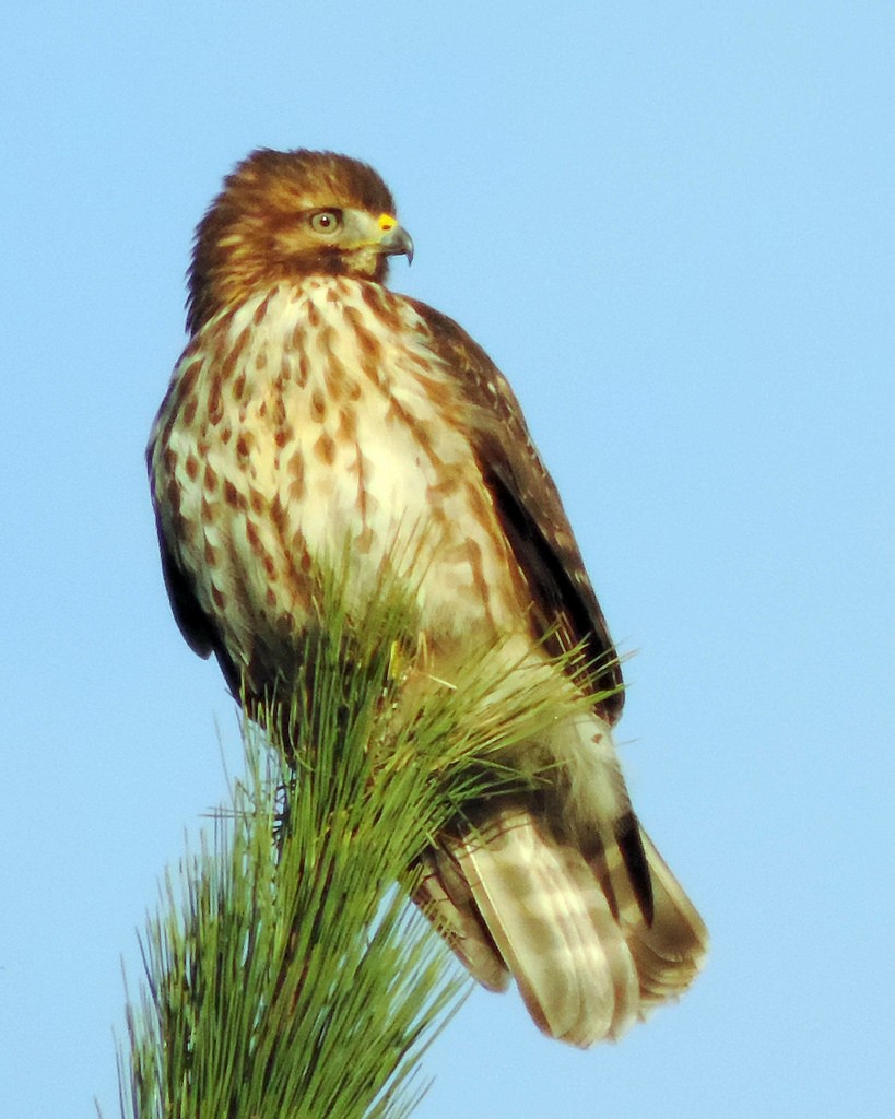eBird Checklist 29 Nov 2015 Avondale Lake 1 species