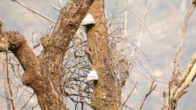 Rufous-bellied Woodpecker - ML339322501
