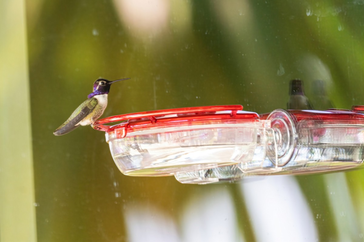 Costa's Hummingbird - ML339329011