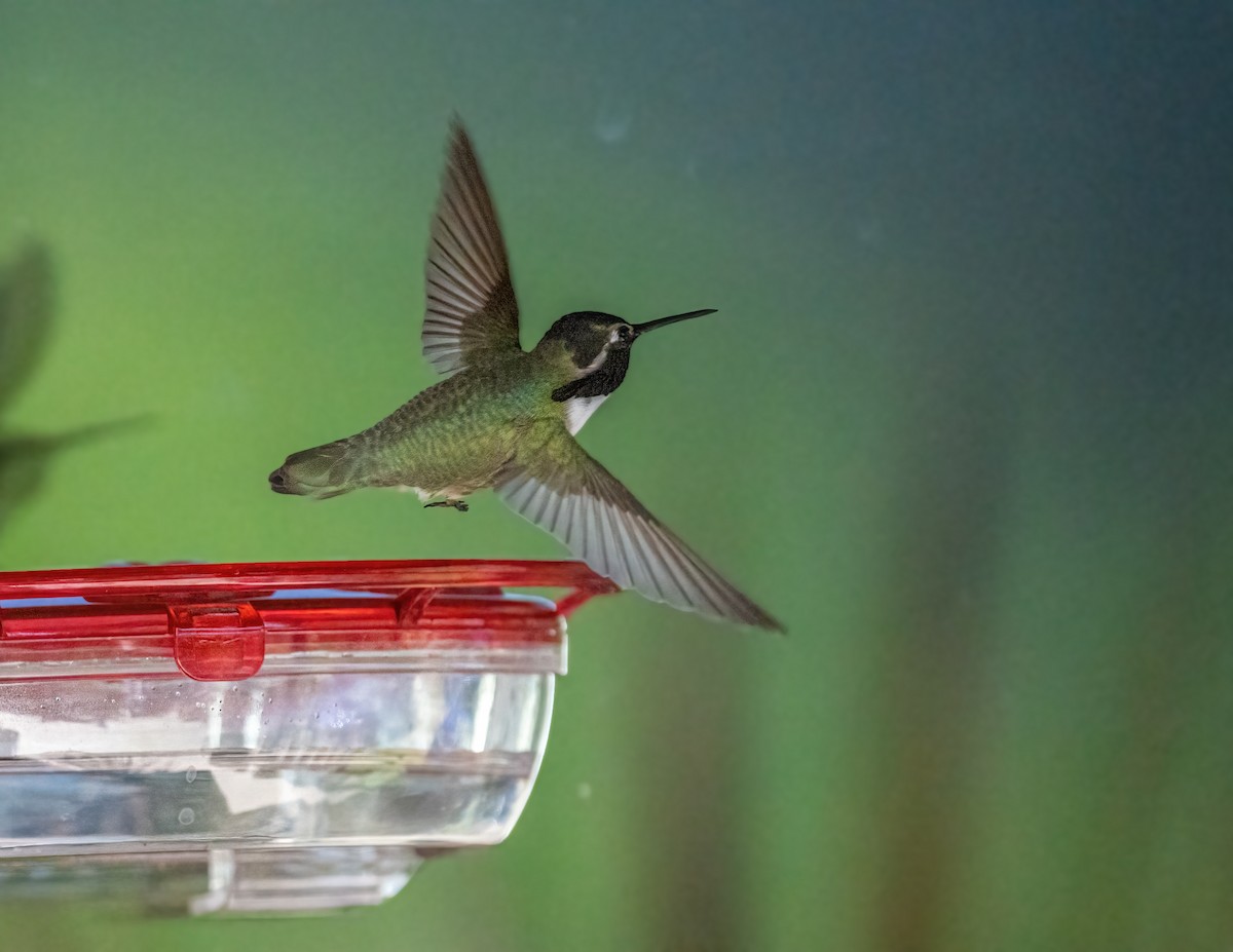 Costa's Hummingbird - ML339329091